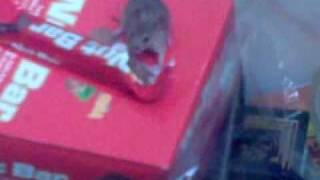 Mouse eating chocolate