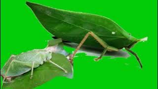 Suara Belalang. Grasshopper Sound