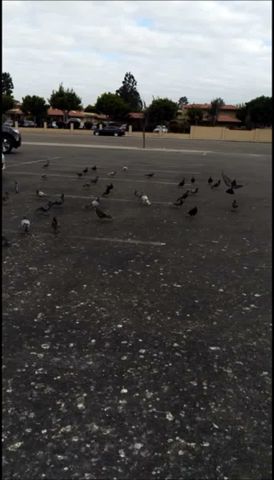 Dove of peace in ABC Supermarket Westminster CA