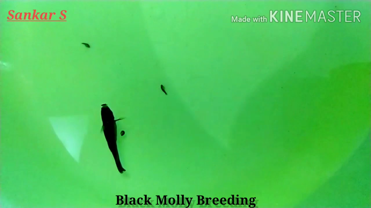 Black Molly Fish breeding around 30 babies YouTube