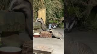 Mr Lumpy the begging Badger 🐾🐾❤️