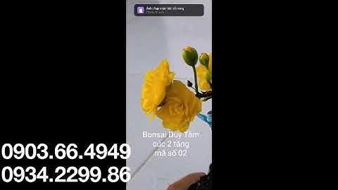 Cúc 2 tầng 01 và 02=100k, cúc không nhị= tiên ông=140k BAO SHIP