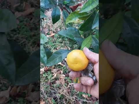 Video: Syzygium şeffaf Veya Su Elması