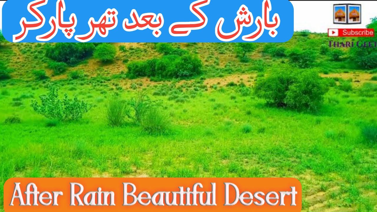 Vlog Thar Beautiful  Green Agricultural  In  Desert Tharparker Sindh 