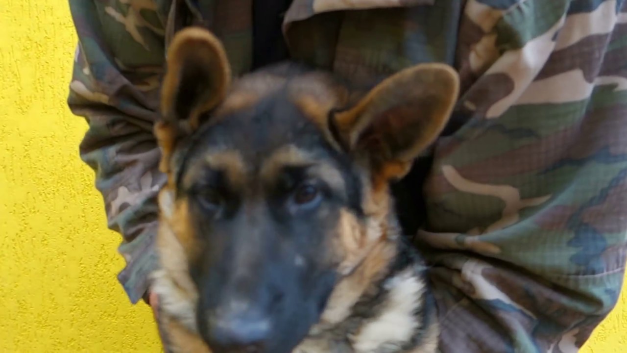 Любимчик Ричард. Немецкая овчарка. Pet is Richard. German Shepherd.