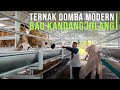 Sukses ternak domba modern dengan kandang terkoleksi bau kandang dijamin hilang