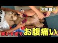 【爆笑】犬に靴下を履かせたら案の定 変な動きになった【今日のいちご】短足トイプードル