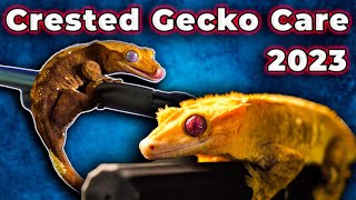 Crested Gecko Care Guide 2023 | EVERYTHING You Need To Know To Care For Your Eyelash Gecko!