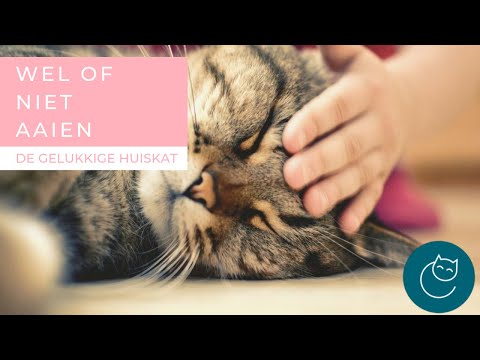 Video: Kattengedrag 101