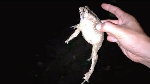 soi được Cóc cái to bự về làm giống sinh sản trong trại cóc thương phẩm , Frog Toad