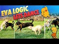 Eva dancing with a rottweiler | Hottweiler | Labrador puppies funny videos | Eva logic