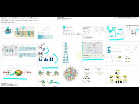 Video: Hvad er bioakkumulering, giv et eksempel?