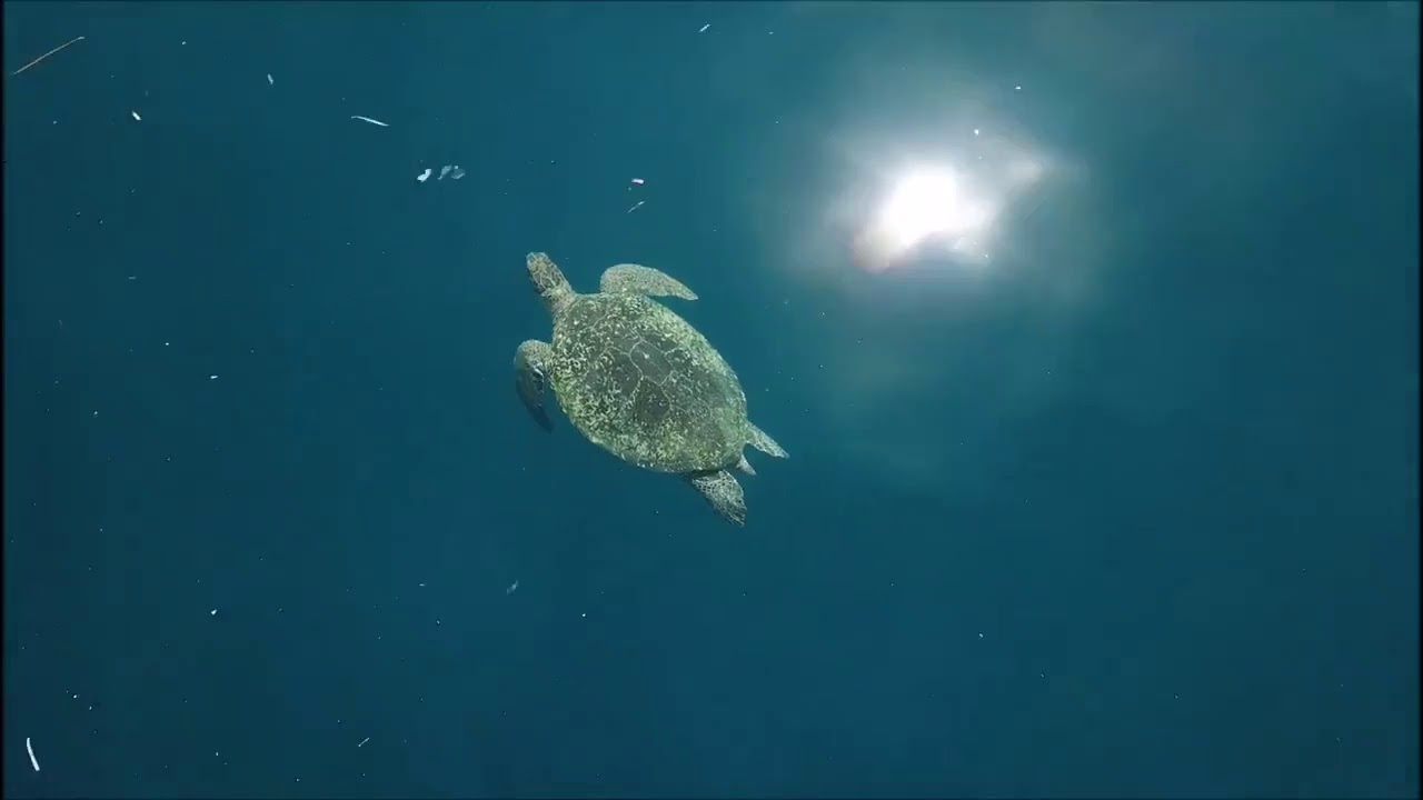 ⁣MahaRaja Eco Dive Lodge  Your Sustainable Paradise in the Land of the Papuans by Balireply