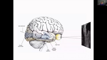 UC Berkeley neuroscientist Bruno Olshausen  on "Visual Perception and the Brain"
