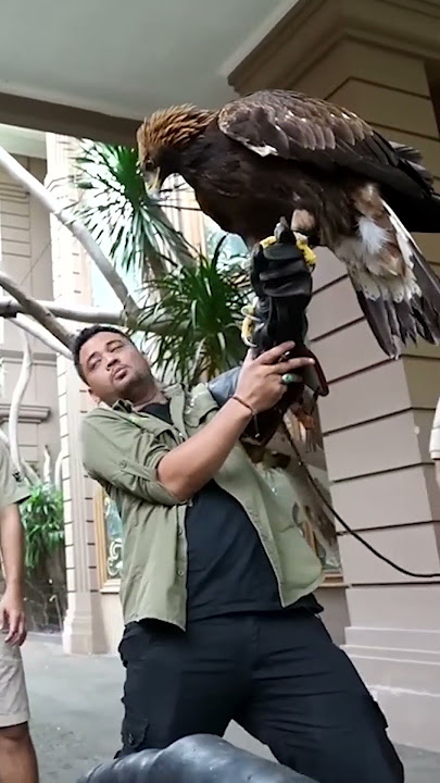 PANJI WAS PECKED BY A GIANT EAGLE BECAUSE OF THE SMELL OF SNAKES!!