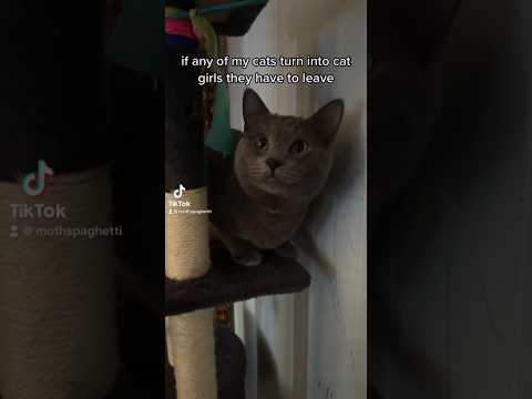 are my cats secretly catgirls?