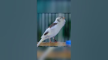 Kenari Gacor Ngerek Gaya Mewah! Buat Pancingan Kenari Lain Pasti Bakal Langsung Ikut Gacor 20