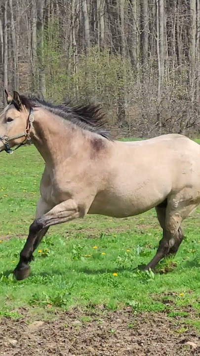 feel the thunder #horse #buckskinhorse