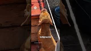 Rescatan a perrito víctima de maltrato en Tultitlán; presentaba severa desnutrición