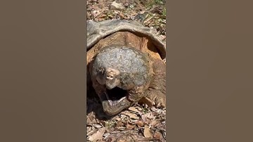 Alligator Snapping Turtle        #shorts #short #shortvideo #reptiles #alligator #turtle #animals
