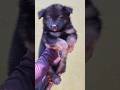 germanshephardpuppy#shortsfeed #shortvideo #youtubeshorts #doglover