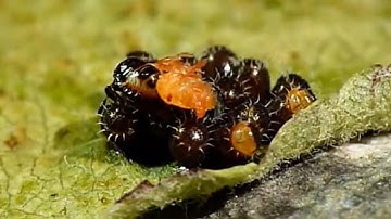 Shield bug egg hatching ||