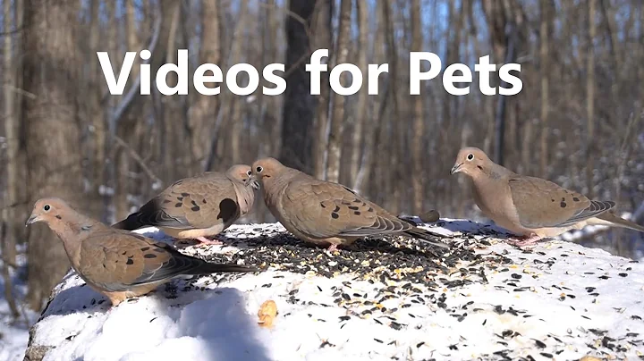 Mourning Doves Having an Afternoon Snack - 10 Hours - Jan 19, 2023