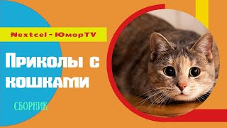 Приколы С Кошками Сборник Юмор