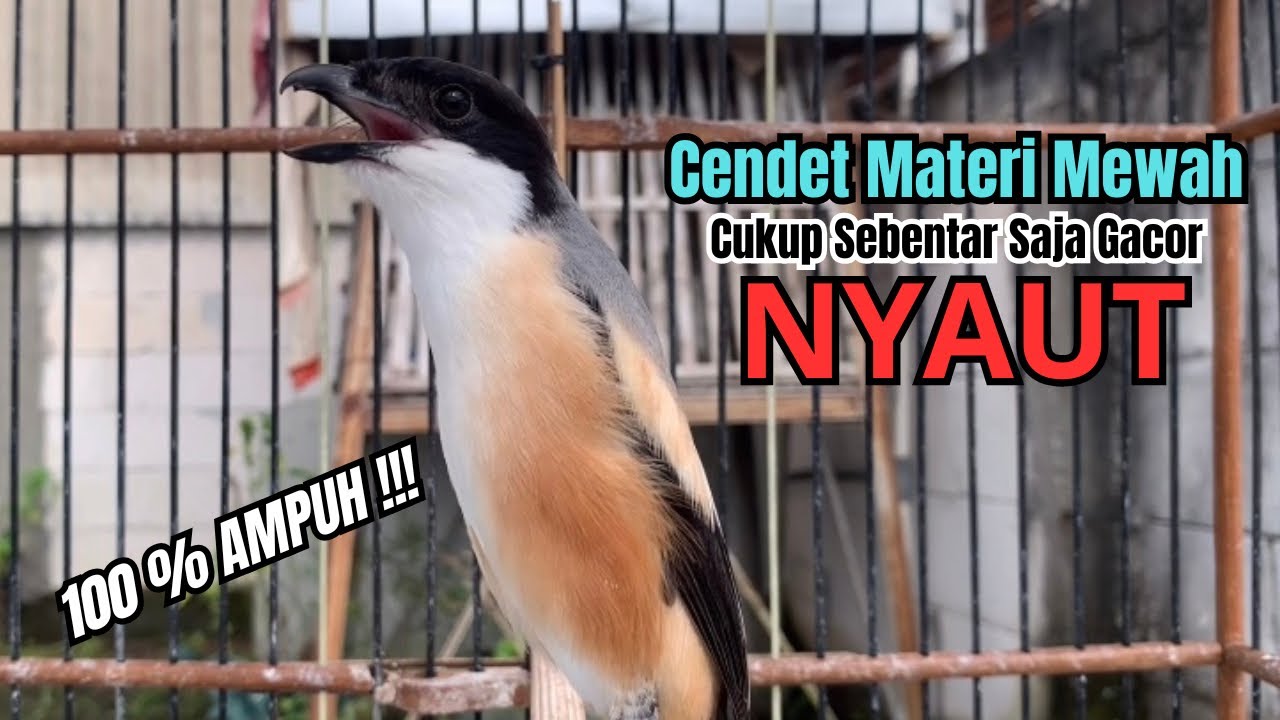 burung cendet gacor JITU BONGKAR FULL EMOSI PANCINGAN CENDET AGAR BUNYI,, bikin BURUNG PENTET GACOR