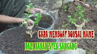 Cara membuat bonsai sancang mame