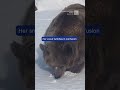 Bewildered Bear Just Wants To Swim