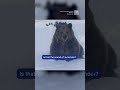 Bewildered Bear Just Wants To Swim