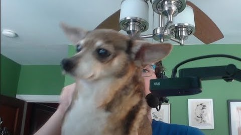 Designing a Dog with Treemaker and BP Studio