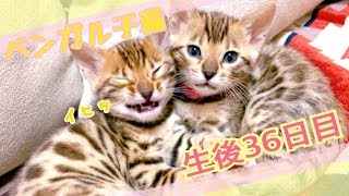【生後36日目】ベンガル猫ベルの子猫の成長記録