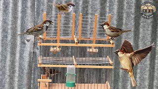 Can I catch birds with a cage? - cage bird trap #birdtrap #catchigbirds armadilha de passaros by Bird Hunter 4,815 views 1 year ago 26 seconds