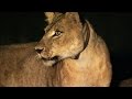 Survival Strategies of White-Collared Females