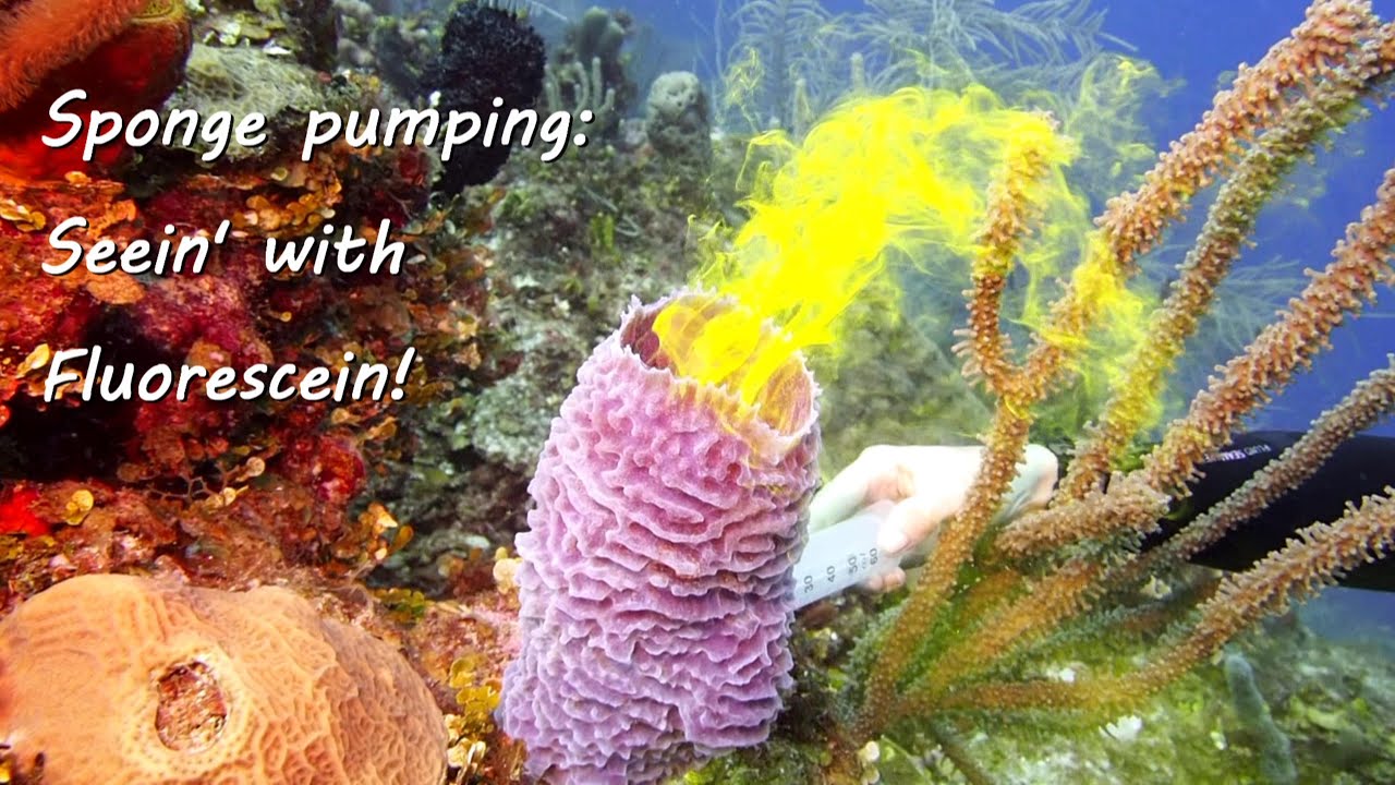 Amazing footage of sponges pumping! 