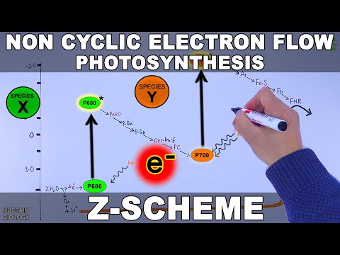 वीडियो: प्रकाश संश्लेषण की Z योजना क्या है?