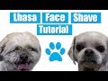 How To Shave Lhasa Face | Tutorial