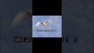 Kestrel『チョウゲンボウ』#shorts