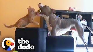 Pittie Got Sad Her Brother Is Leaving For Preschool Then She Met A Kitten The Dodo Odd Couples