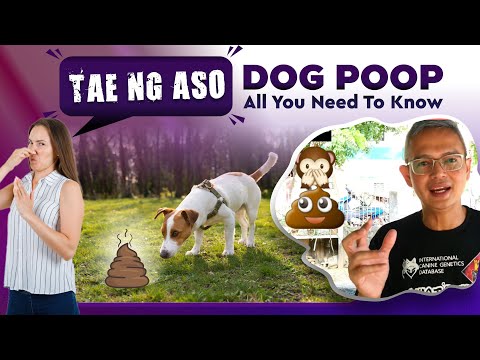 TAE NG ASO | DOG POOP - All You Need To Know 💩💩💩🐩🐶🐕👨‍⚕️👩‍⚕️👨‍🔬👩‍🔬