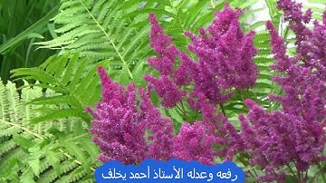 الحزب التاسع والثلاثون من سورة النمل