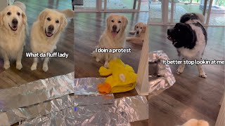 Dogs Do The Tin Foil Challenge