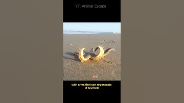 Starfish is a marine animal that belongs to the Echinoderm group