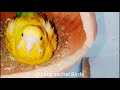 Budgies parrot breeding tips and progress | uttaranchal birds