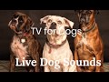 Various Dog Sounds Gaurenteed To Make Your Dog or Cat Go Wild!!