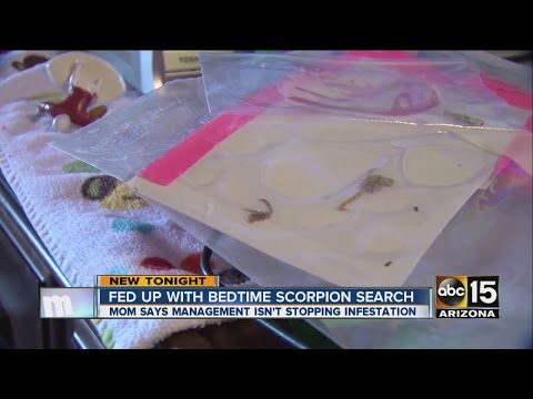 Valley Woman Dealing With Dangerous Scorpions