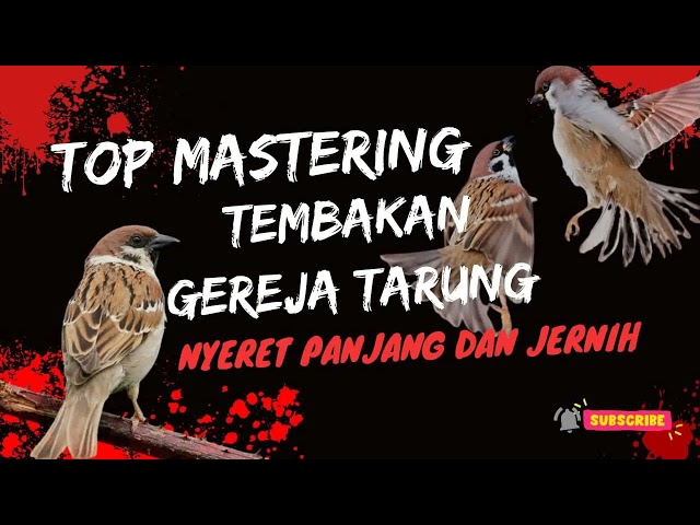 Masteran Burung Gereja Tarung nyeret Panjang Jernih dan 100% Ampuh !!! #cendet #muraibatu #cucakijo class=