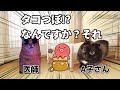 突然の胸痛!?ストレス社会で生きるあなたに贈る動画。タコつぼ心筋症とは？【猫ミーム】